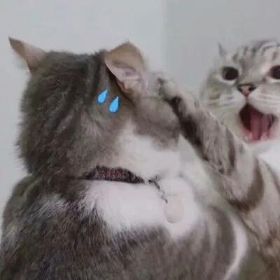 最适合当做微信头像的可爱动物情头