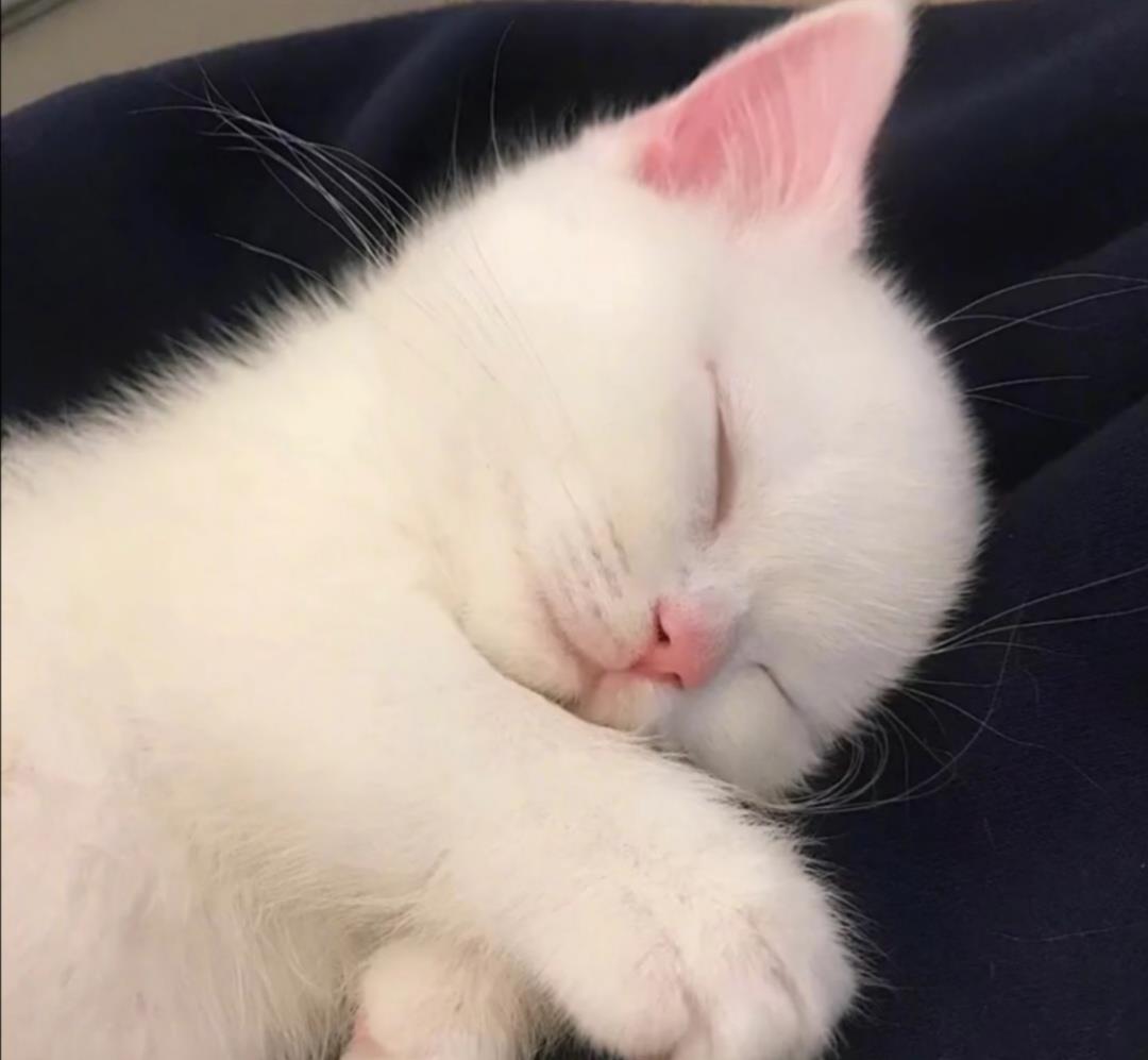 猫咪头像丨入目无他人，四海皆是你
