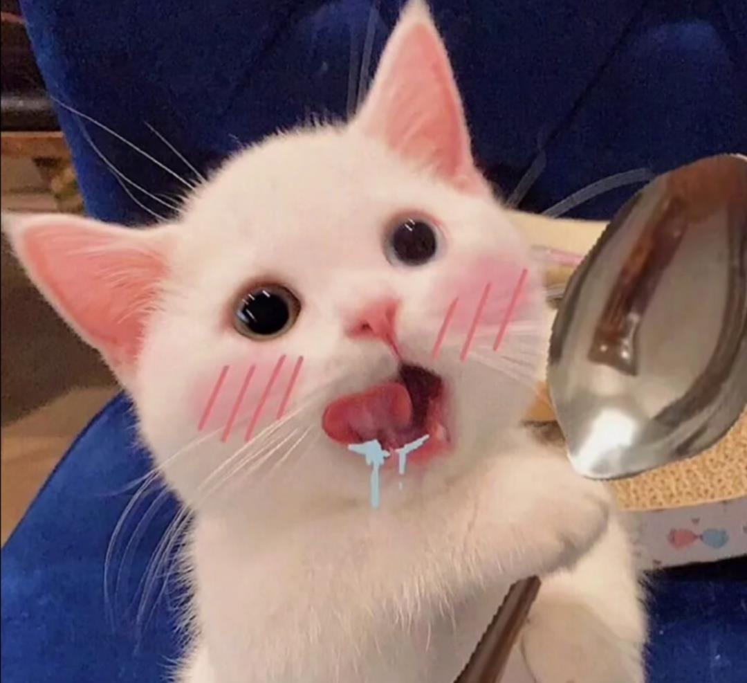 猫咪头像丨入目无他人，四海皆是你