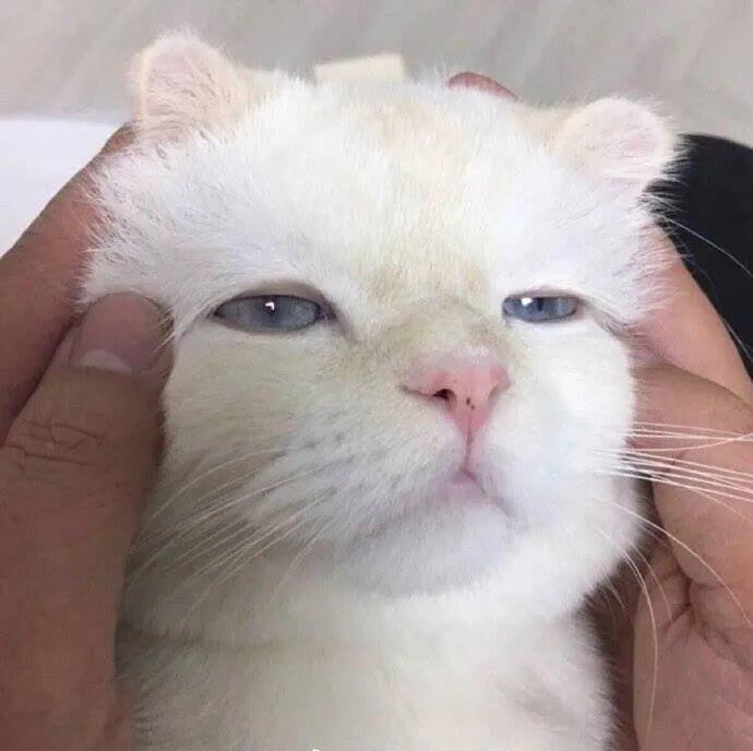 猫咪头像丨入目无他人，四海皆是你