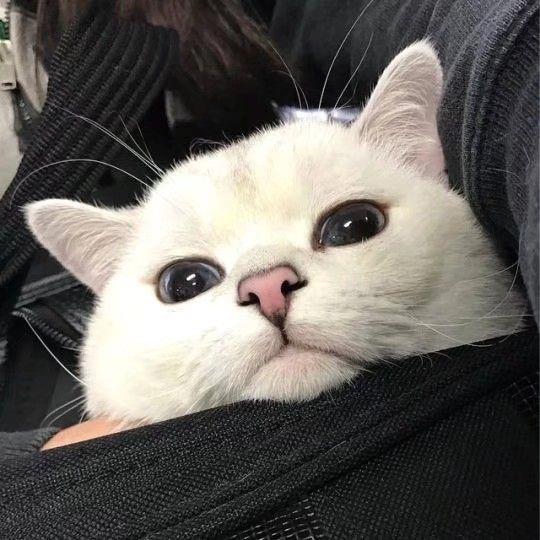 猫咪头像丨入目无他人，四海皆是你