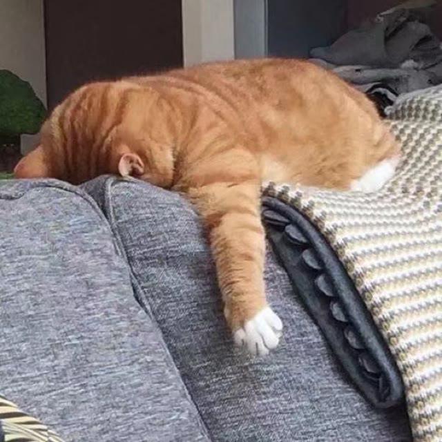 猫咪头像丨入目无他人，四海皆是你