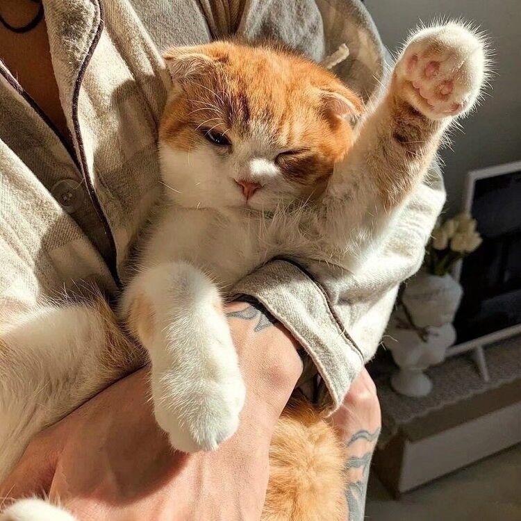猫咪头像丨入目无他人，四海皆是你