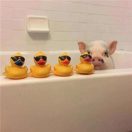 浪漫至死不渝，让人一眼就爱上的微信背景图片