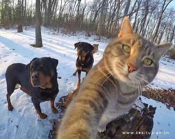 动物成精！猫咪举手和狗狗自拍的搞怪合拍头像图片