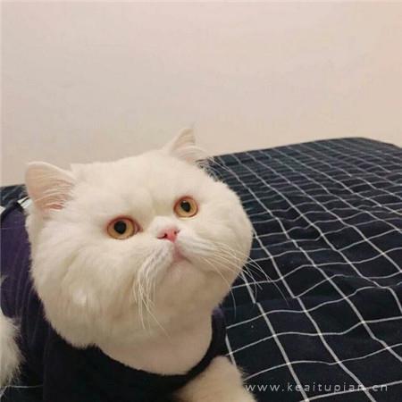 傲娇小猫在线撒娇|可爱猫咪卖萌头像图片