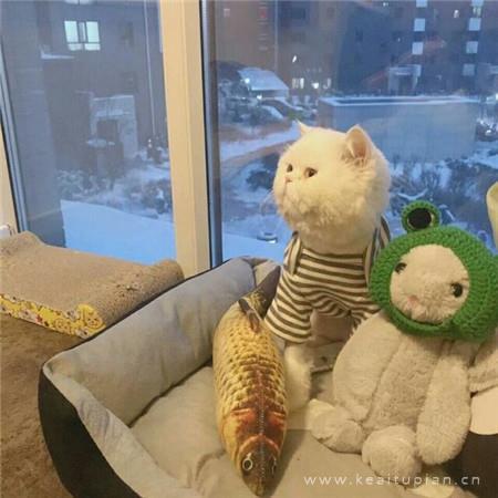 傲娇小猫在线撒娇|可爱猫咪卖萌头像图片