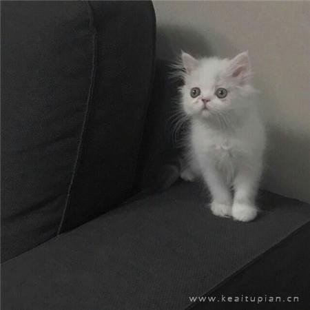 傲娇小猫在线撒娇|可爱猫咪卖萌头像图片