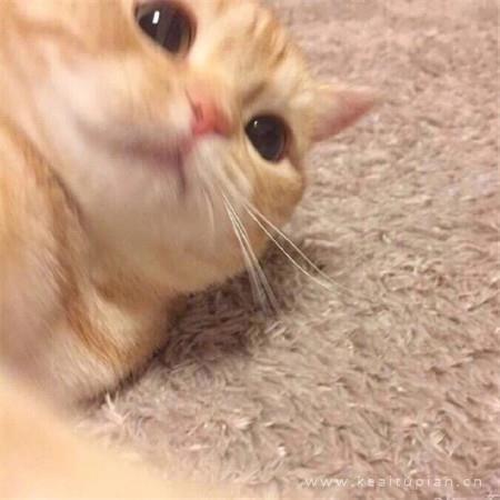 傲娇小猫在线撒娇|可爱猫咪卖萌头像图片