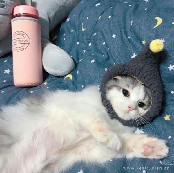 猫咪图片大全 可爱萌萌哒的猫咪创意简约微信朋友圈图片