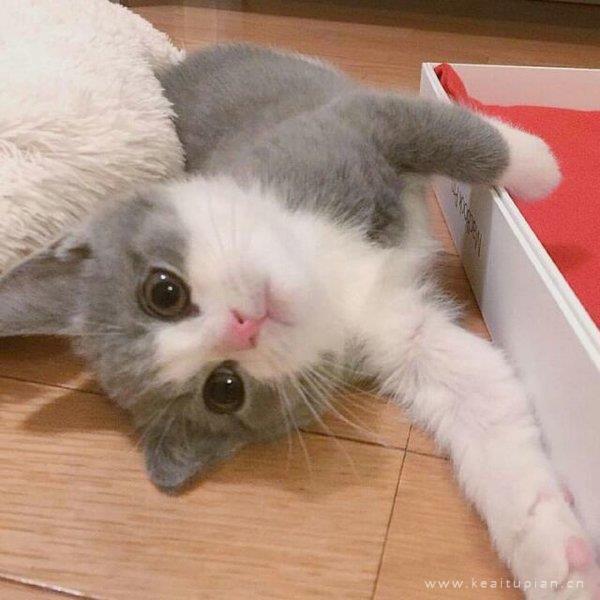 猫咪图片大全 可爱萌萌哒的猫咪创意简约微信朋友圈图片