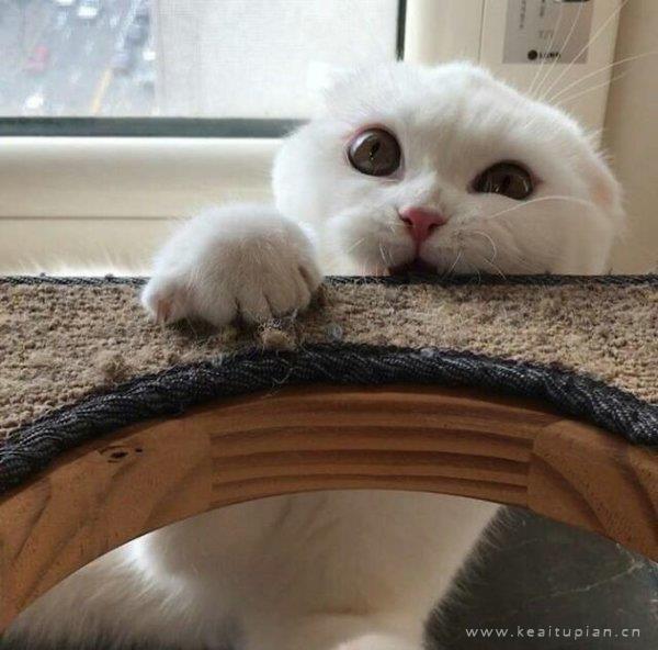 猫咪图片大全 可爱萌萌哒的猫咪创意简约微信朋友圈图片