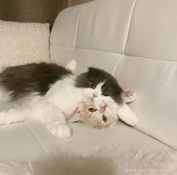 猫咪图片大全 可爱萌萌哒的猫咪创意简约微信朋友圈图片