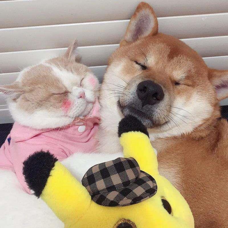 可爱的猫狗高清微信情侣头像图片大全