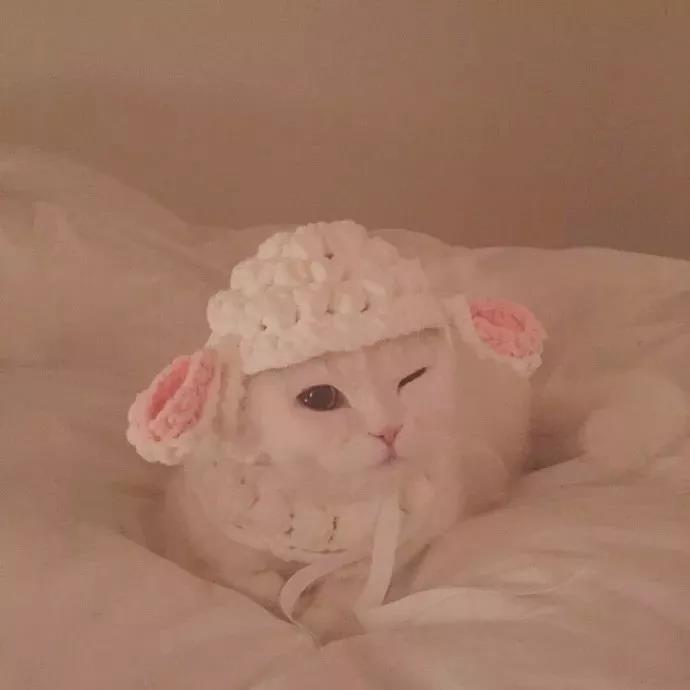 超可爱/撒娇卖萌的宠物头像图片/猫咪狗狗小羊