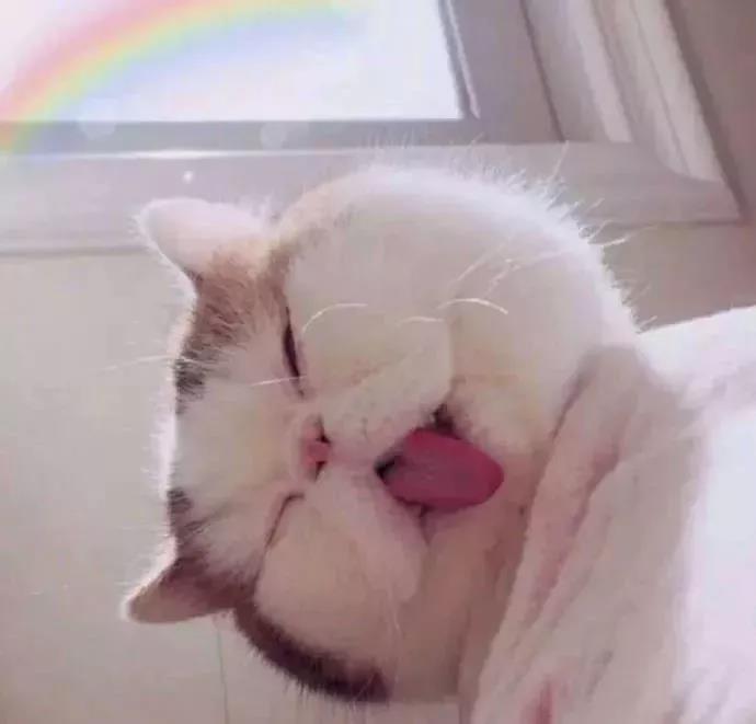 超可爱/撒娇卖萌的宠物头像图片/猫咪狗狗小羊