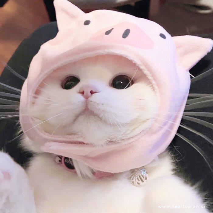 可爱宠物|软萌又憨憨的白色猫猫狗狗头像图片
