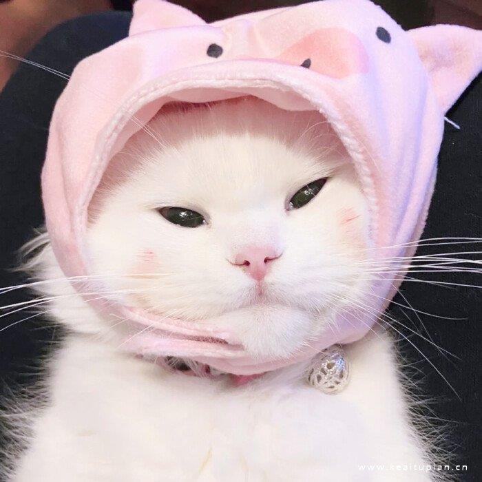 可爱宠物|软萌又憨憨的白色猫猫狗狗头像图片