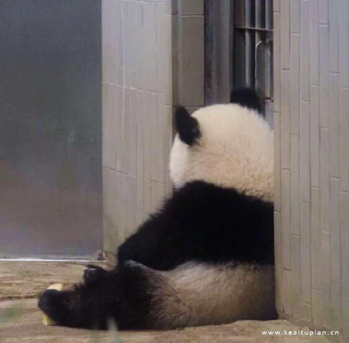 谁不喜欢可爱软萌最佳代表熊猫&猫咪头像图片