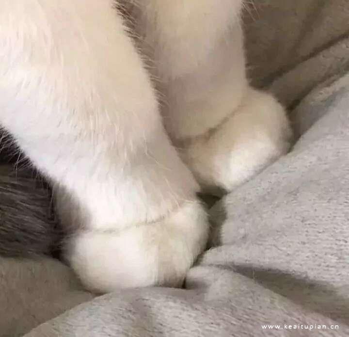 谁不喜欢可爱软萌最佳代表熊猫&猫咪头像图片