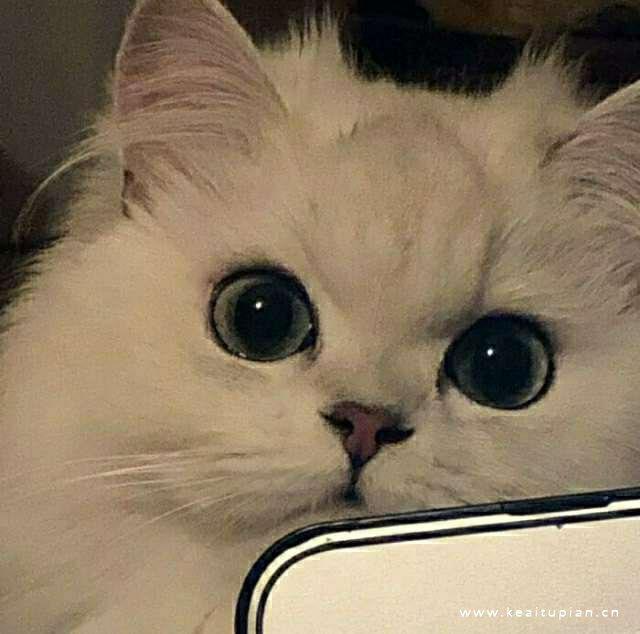 谁不喜欢可爱软萌最佳代表熊猫&猫咪头像图片