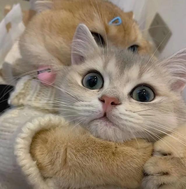 黏黏糊糊的两只猫咪可爱头像图片