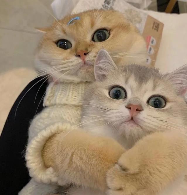 黏黏糊糊的两只猫咪可爱头像图片