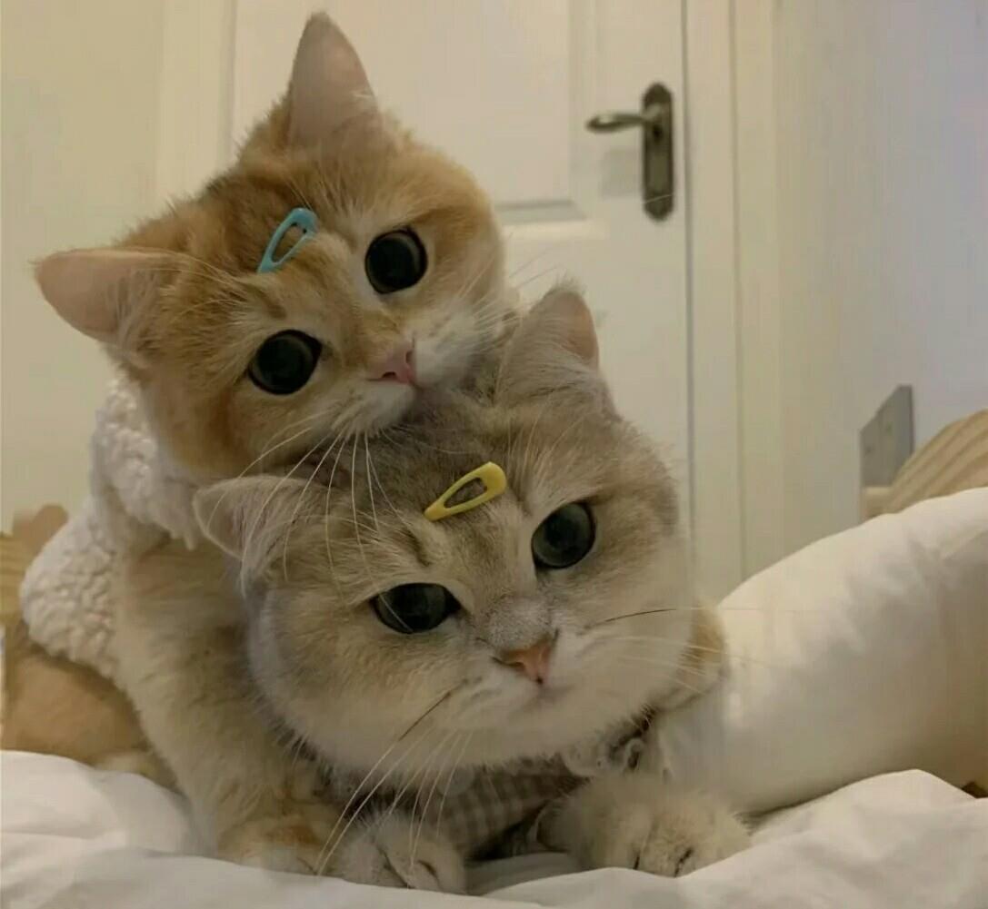 黏黏糊糊的两只猫咪可爱头像图片