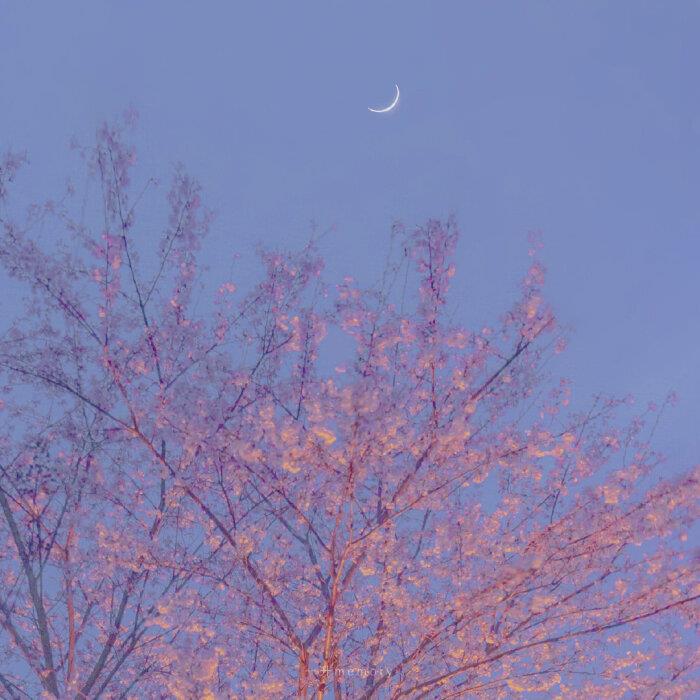 月光和花都温柔·柔和夜色的樱花唯美清新头像图片
