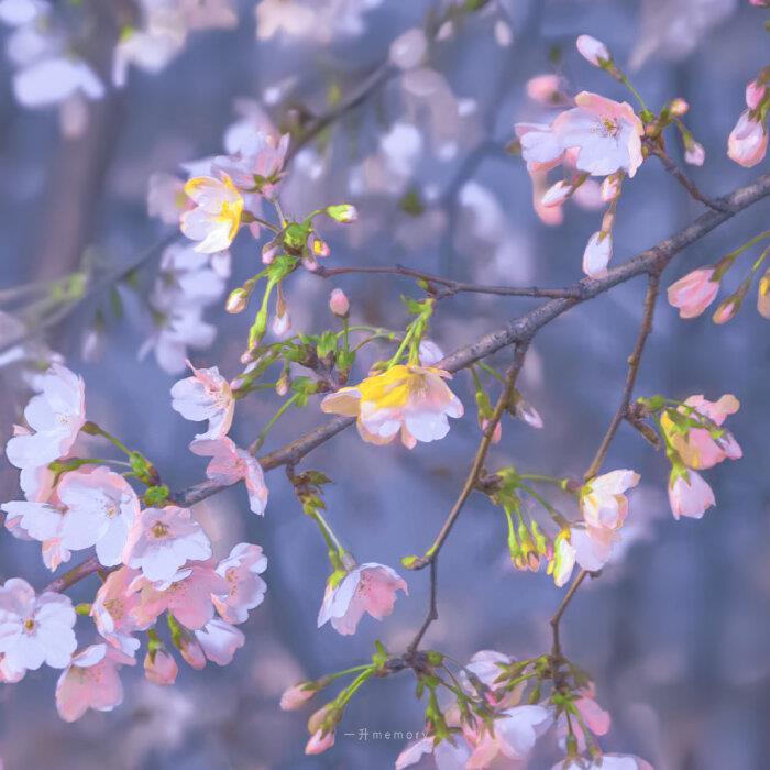 月光和花都温柔·柔和夜色的樱花唯美清新头像图片