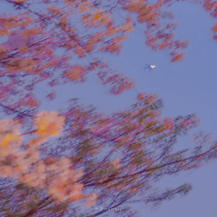 月光和花都温柔·柔和夜色的樱花唯美清新头像图片