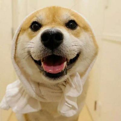 狗狗搞怪情头_可爱萌宠狗狗头像