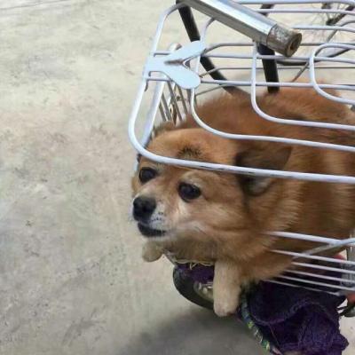 狗狗搞怪情头_可爱萌宠狗狗头像