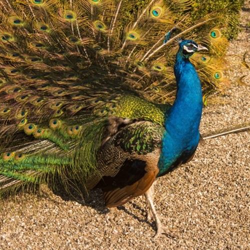 高贵好看的蓝孔雀微信QQ头像