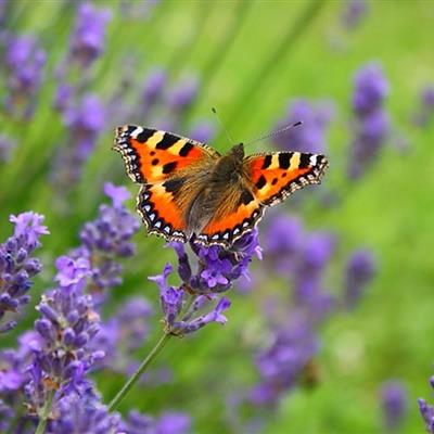 高清蝴蝶QQ唯美经典高清头像图片大全