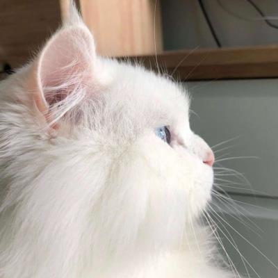 圆鼓鼓好可爱的猫咪侧脸头像图片