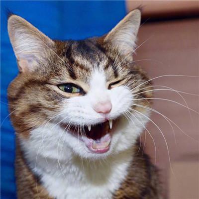 情侣一人一张搞笑猫咪头像图片