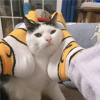 情侣一人一张搞笑猫咪头像图片