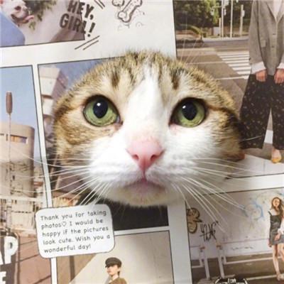 情侣一人一张搞笑猫咪头像图片