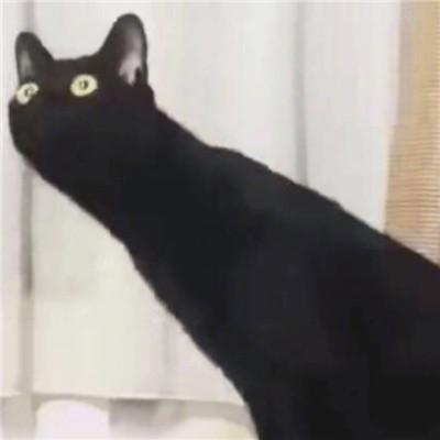 情侣一人一张搞笑猫咪头像图片