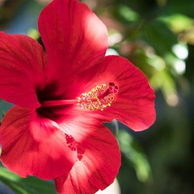 一朵芙蓉花高清特写微信鲜花头像图片