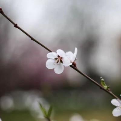 唯美粉嫩的鲜花微信头像图片