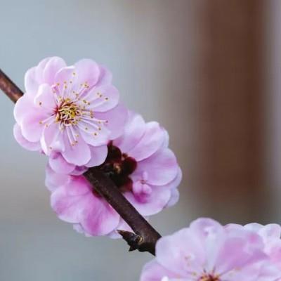 唯美粉嫩的鲜花微信头像图片