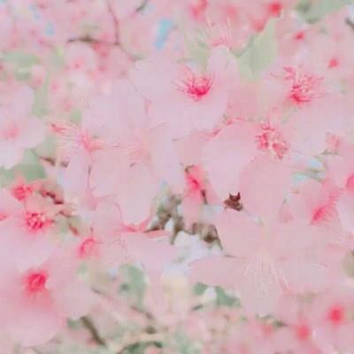 唯美粉嫩的鲜花微信头像图片