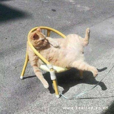 逗比专用的超搞笑沙雕微信头像图片