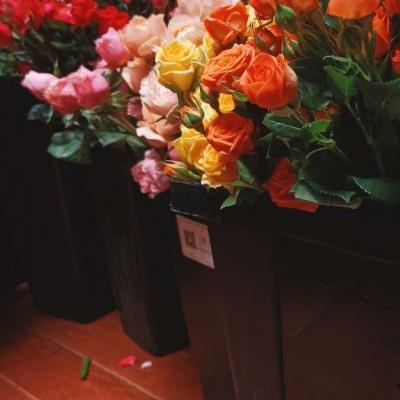 小清新唯美花卉微信高清头像