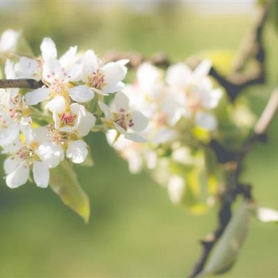 精选清新唯美的花朵微信高清头像图片