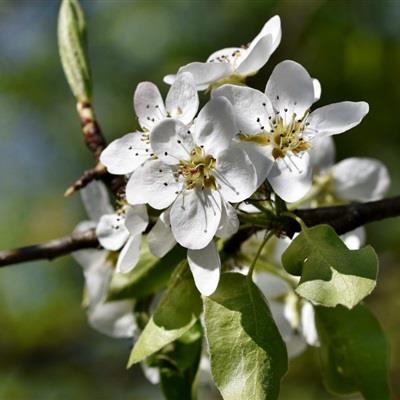 精选清新唯美的花朵微信高清头像图片