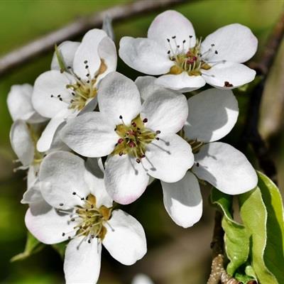 精选清新唯美的花朵微信高清头像图片