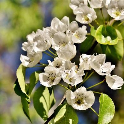 精选清新唯美的花朵微信高清头像图片